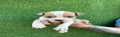 American Staffordshire-Terrier 1