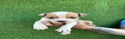 American Staffordshire-Terrier perros en venta: America Staffordshire terrier  - Anuncio 2
