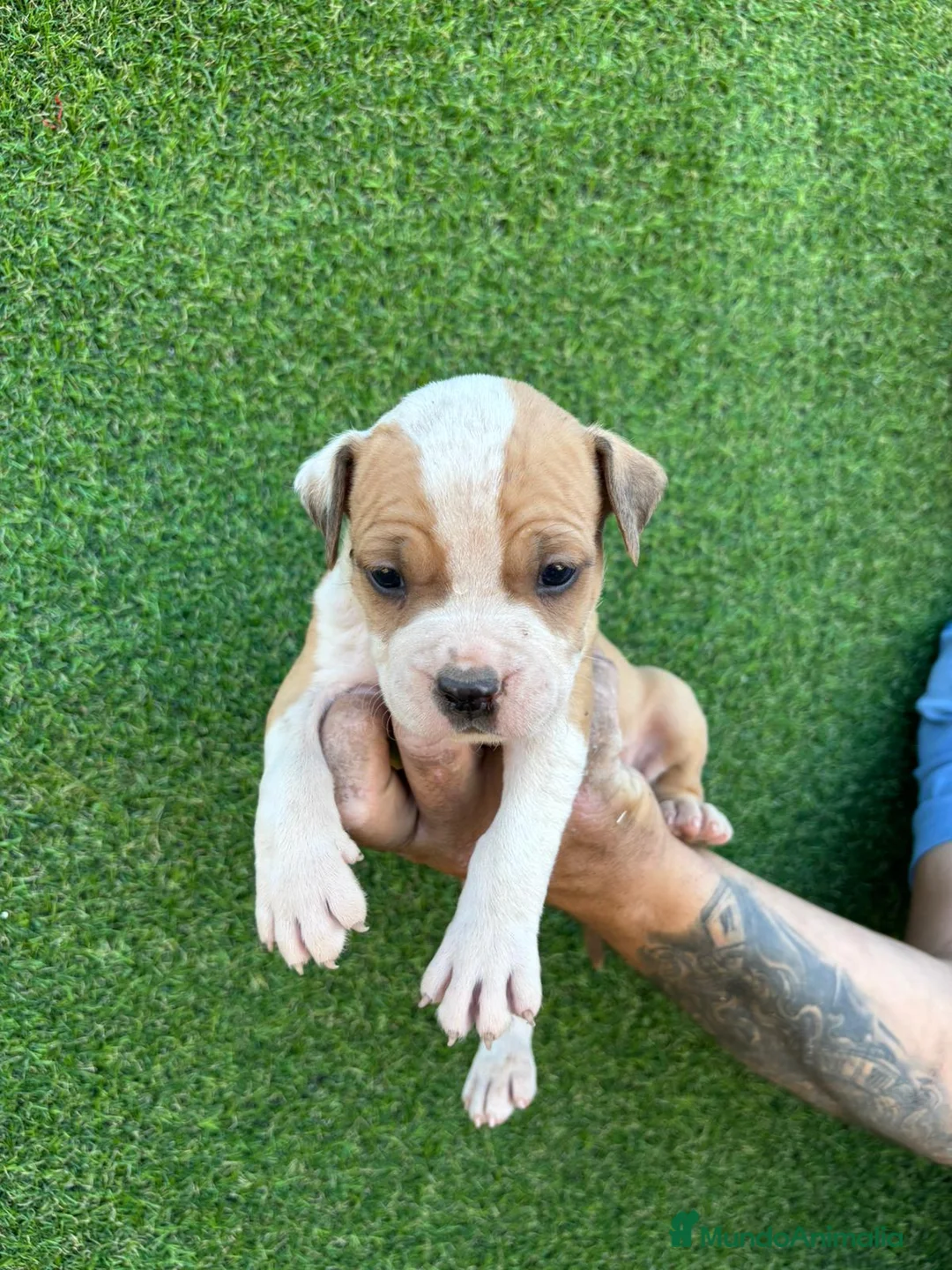 American Staffordshire-Terrier perros en venta: America Staffordshire terrier  - Anuncio 2