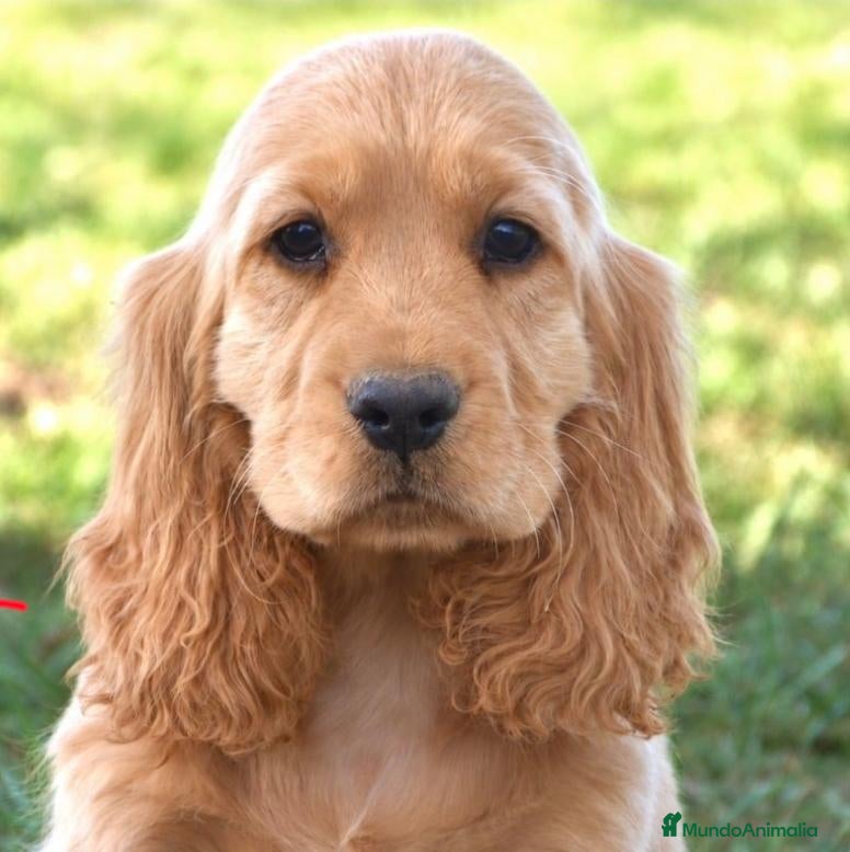 Cocker Spaniel Inglés perros en venta: CRIADERO DE COCKER EN CATALUÑA  - Anuncio 1