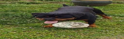 Rottweiler perros en venta: Cachorros padres Alemanes mejores líneas mundiales - Anuncio 12