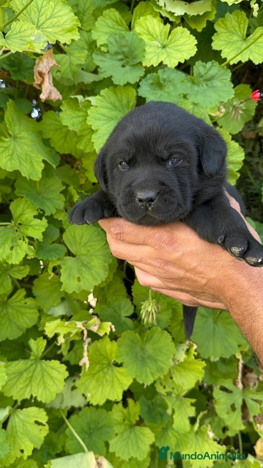 Labrador Retriever perros LABRADOR - Anuncio 5