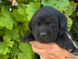 Labrador Retriever perros LABRADOR - Anuncio 5