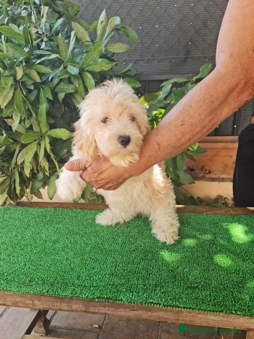 Maltipoo perros en venta: Maltipoo Toy apricot  - Imagen 4