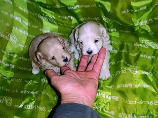 Maltipoo perros MALTIPOO - Anuncio 1