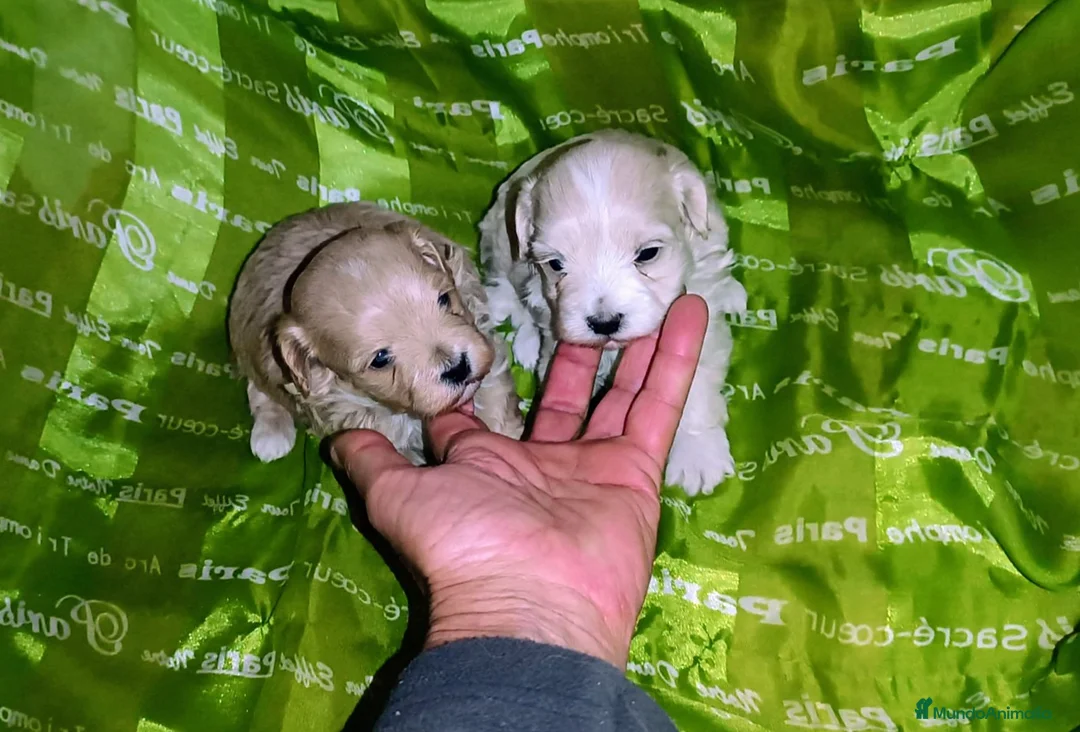 Maltipoo perros en venta: MALTIPOO  - Anuncio 1