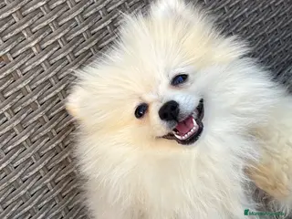 Pomerania perros 💎Cachorros pomerania💎 - Anuncio 18