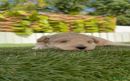 Maltipoo perros en venta: MALTIPOO  - Imagen 7