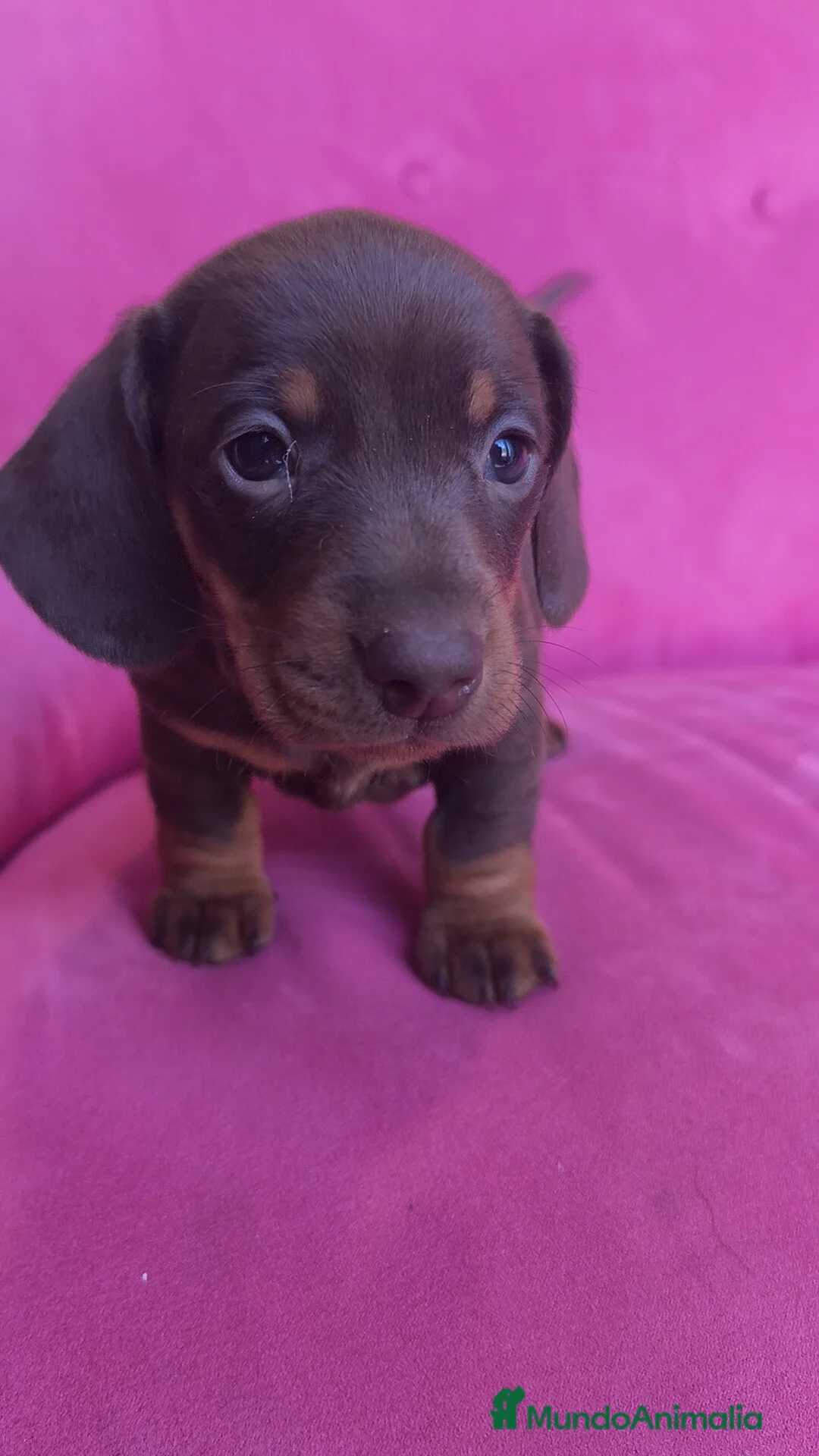 Teckel Miniatura perros en venta: Teckel Kanichen chocolate macho y hembra  - Anuncio 16