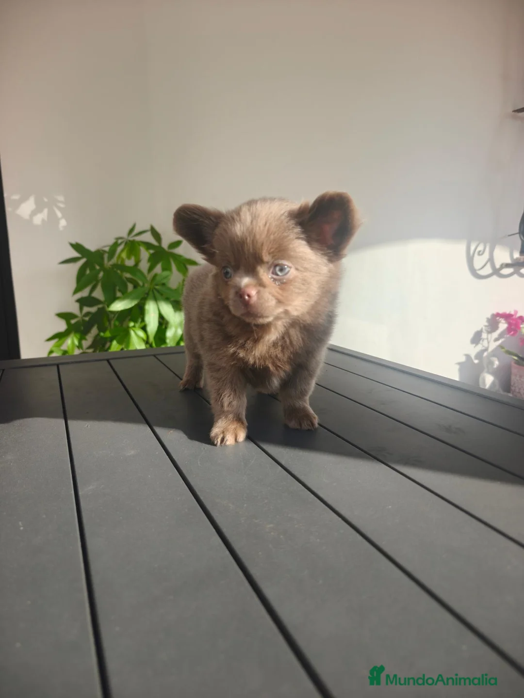 Chihuahua perros en venta: Chihuahua Lilac Pelo largo  - Anuncio 2