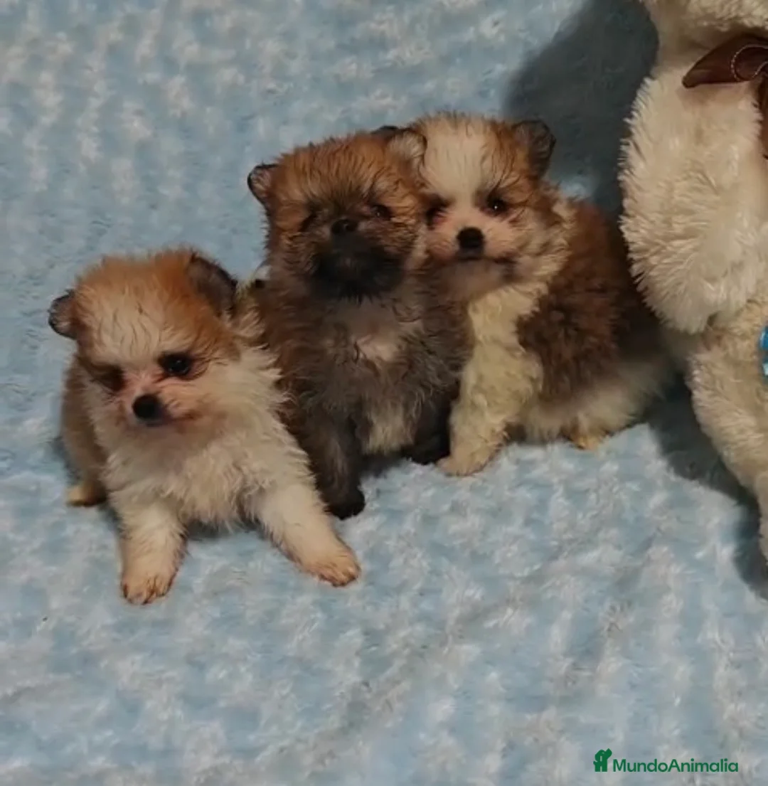 Pomerania perros en venta: POMERANIA - Anuncio 2