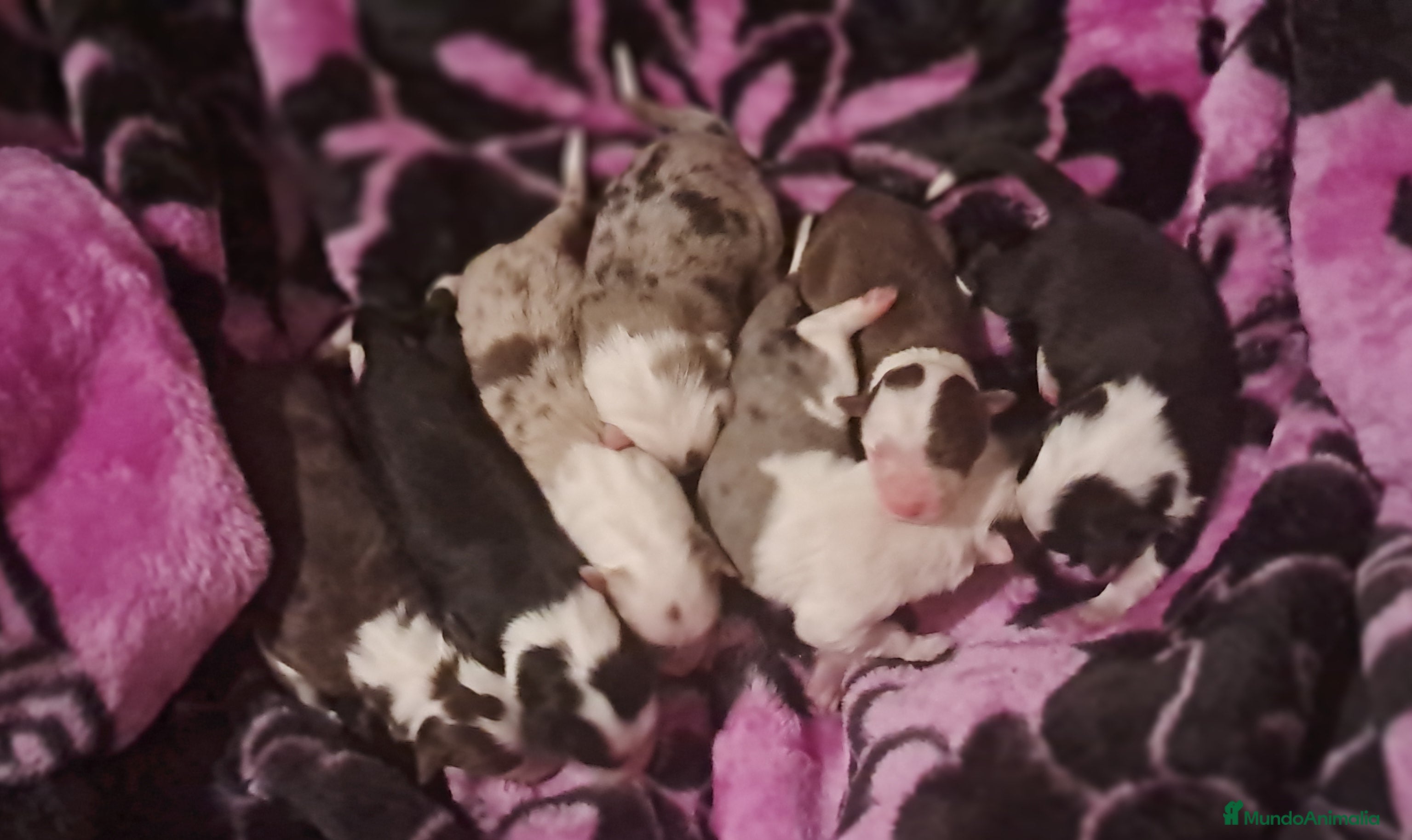 Border Collie perros Border collie - Anuncio 1