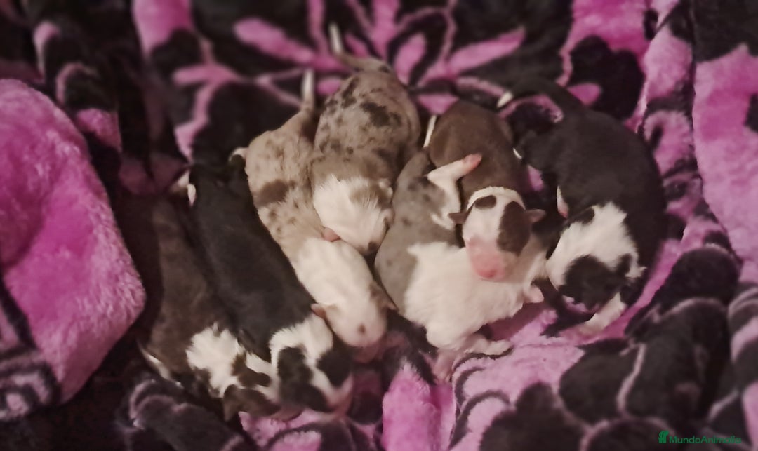 Border Collie perros en venta: Border collie - Anuncio 1