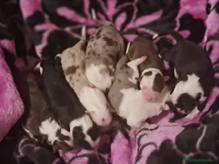 Border Collie perros Border collie - Anuncio 5