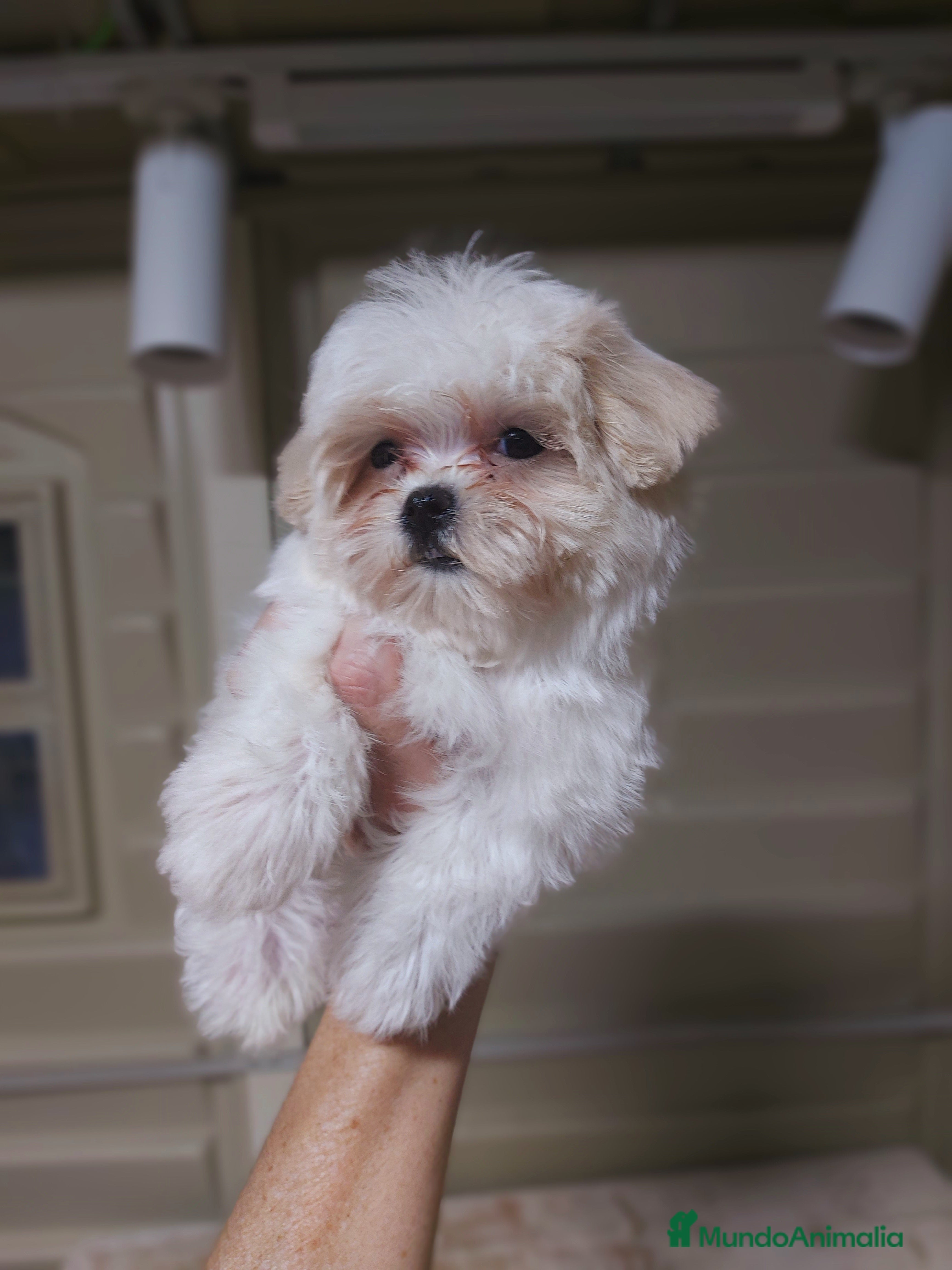 Bichón Maltés perros Bichón maltés  - Anuncio 1