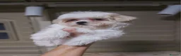 Bichón Maltés perros en venta: Bichón maltés  - Anuncio 1