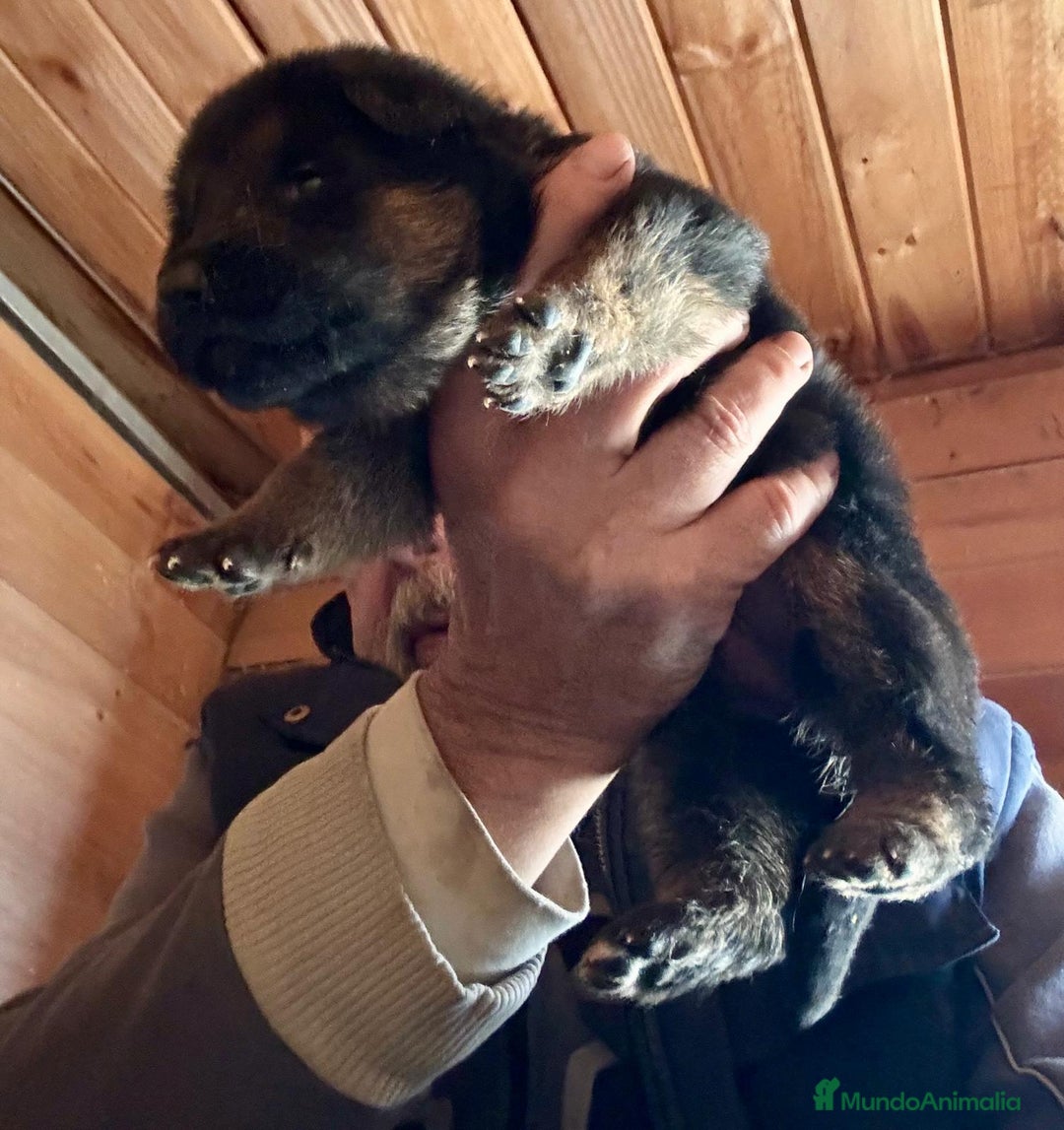 Pastor Alemán perros en venta: Pastor alemán belleza  - Anuncio 7