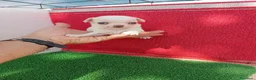 Chihuahua perros en venta: PRECIOSOS CHIHUAHUA RUSO Y ASIÁTICO   - Anuncio 29