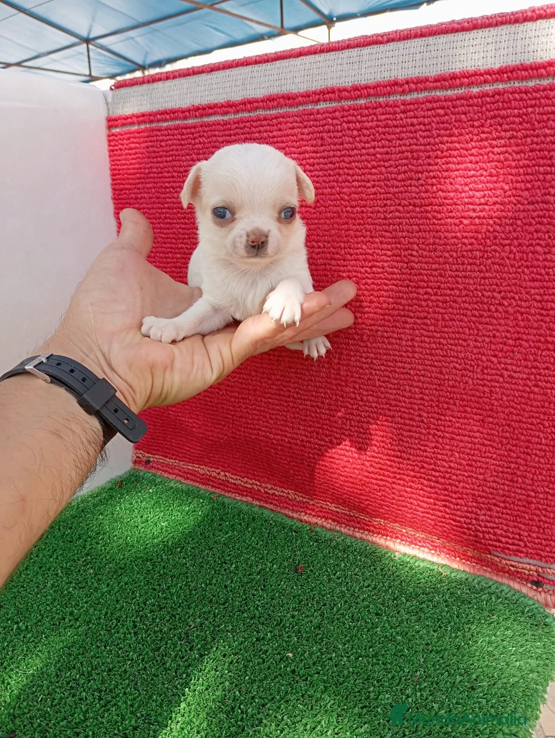 Chihuahua perros en venta: PRECIOSOS CHIHUAHUA RUSO Y ASIÁTICO   - Anuncio 29