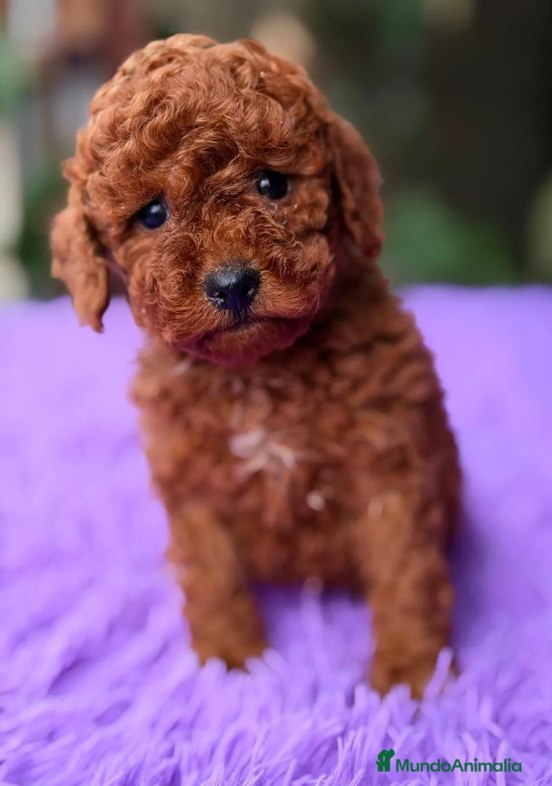 Caniche Enano perros en venta: CANICHE ROJO INTENSO DISPONIBLES - Anuncio 6