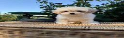 Maltipoo perros en venta: Maltipoo hembra con todas las vacunas !!! - Anuncio 2