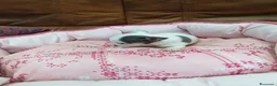 Chihuahua perros en venta: CHIHUAHUA TOY - Anuncio 8
