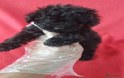 Caniche Toy perros en venta: Caniche Mini Negro  - Imagen 1
