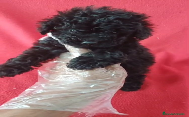 Caniche Toy perros - Propaganda 1
