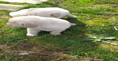 Golden Retriever perros - Anuncio 2