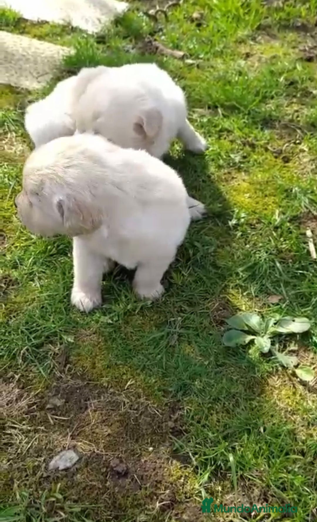 Golden Retriever perros en venta: Golden retriever - Imagen 3