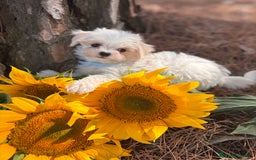 Bichón Maltés perros en venta: Bichon Maltés alta calidad muy buenas líneas  - Imagen 8