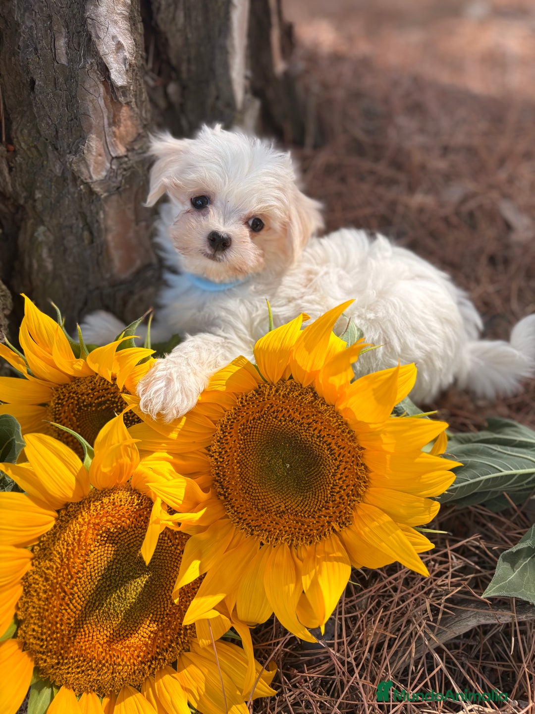 Bichón Maltés perros en venta: Bichon Maltés alta calidad muy buenas líneas  - Imagen 8