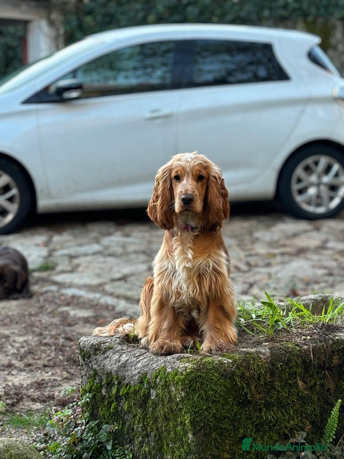 Cocker Spaniel Inglés perros Cocker Spaniel Inglés  - Anuncio 1