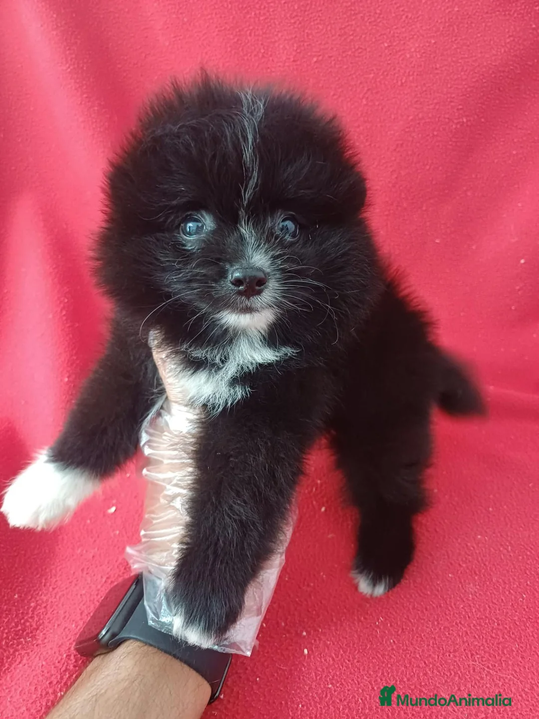 Pomerania perros en venta: Pomerania  - Anuncio 1