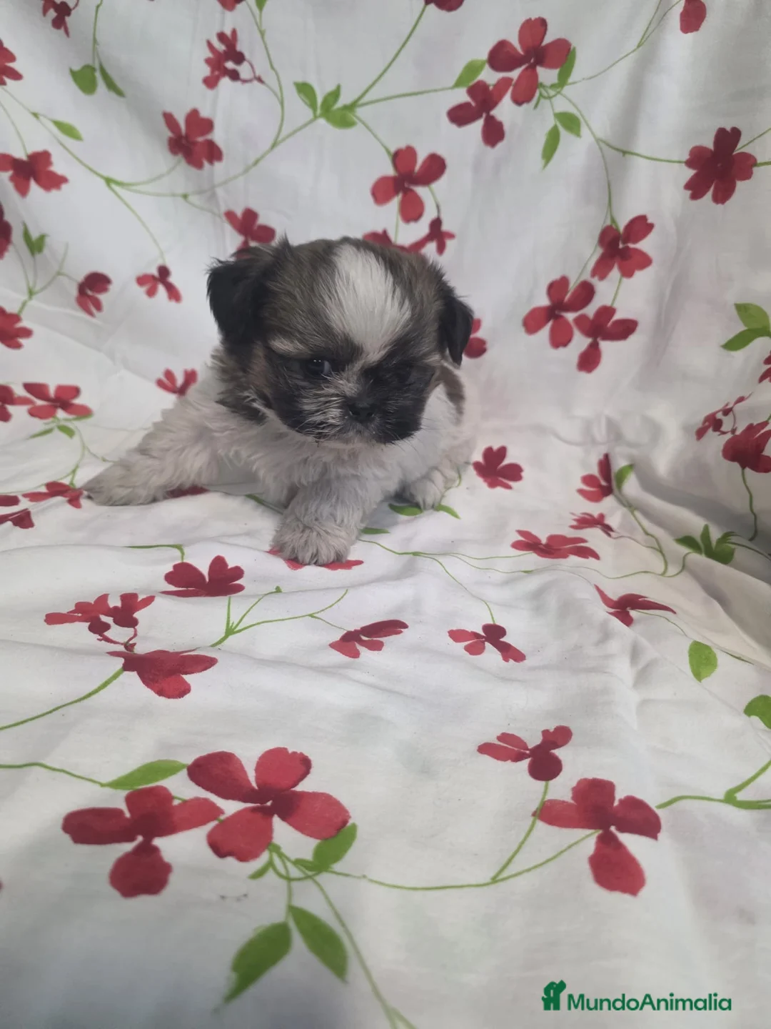 Shih Tzu perros en venta: shih tzu - Anuncio 2