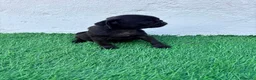 Carlino - Pug perros en venta: Carlino - Pug - Anuncio 4