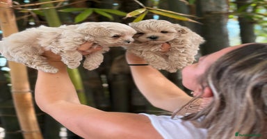 Maltipoo perros Maltipoo toy - Anuncio 5