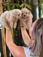 Maltipoo perros Maltipoo toy - Anuncio 6