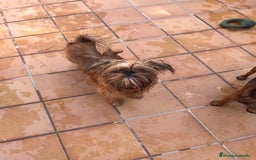 Grifón de Bruselas perros en venta: Último cachorro de Grifon de Bruselas  - Imagen 1