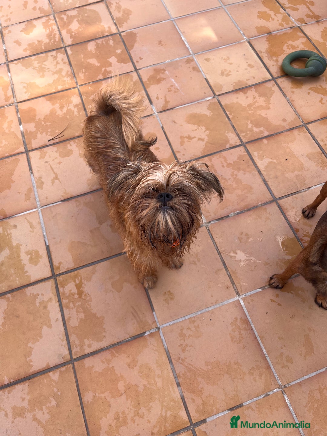 Grifón de Bruselas perros en venta: Último cachorro de Grifon de Bruselas  - Imagen 1