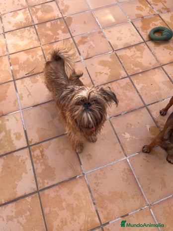 Grifón de Bruselas perros - Anuncio 2