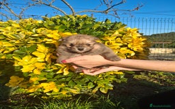 Pomerania perros en venta: Pomerania - Imagen 2