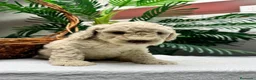Perro de Agua Español perros en venta: PERRO DE AGUA ESPAÑOL - Anuncio 10