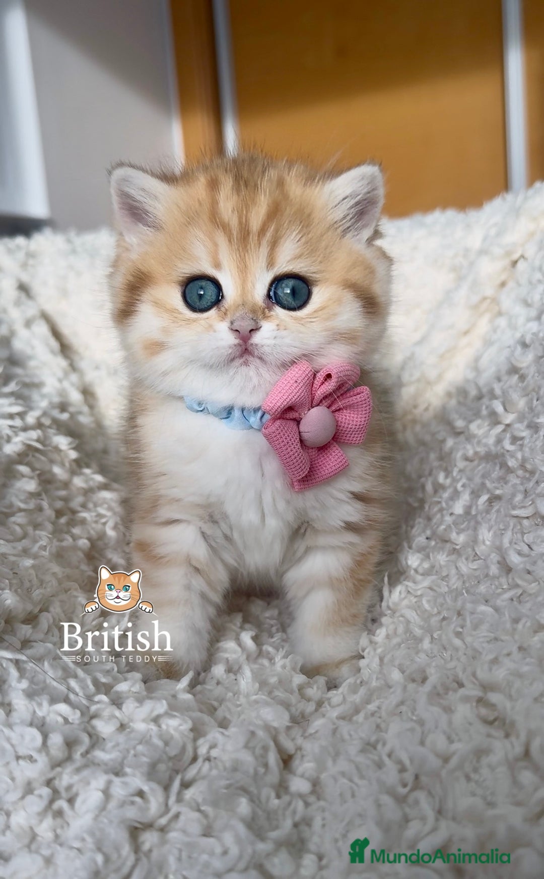 Británico de Pelo Corto gatos en venta: Preciosas niñas golden chinchilla  - Anuncio 1