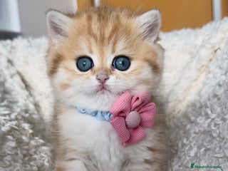 Británico de Pelo Corto gatos Preciosas niñas golden chinchilla - Anuncio 4