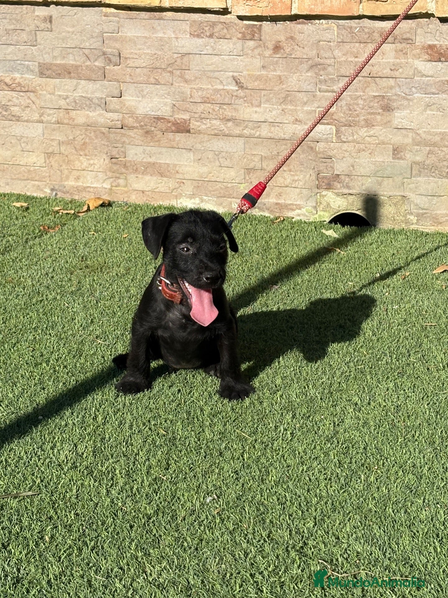 Jack Russell Terrier perros Cachorros Patterdale terrier  - Anuncio 9