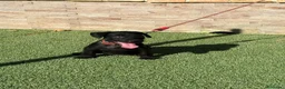 Jack Russell Terrier perros en venta: Cachorros Patterdale terrier  - Anuncio 1
