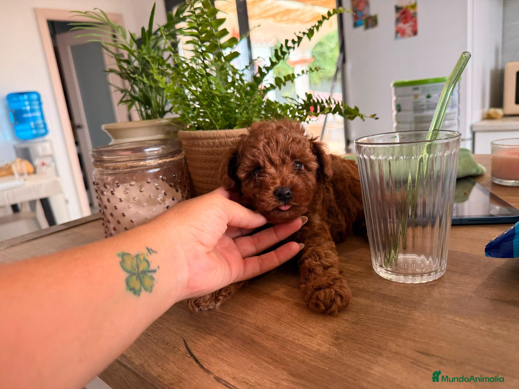 Caniche Toy perros Caniche toy - Anuncio 35