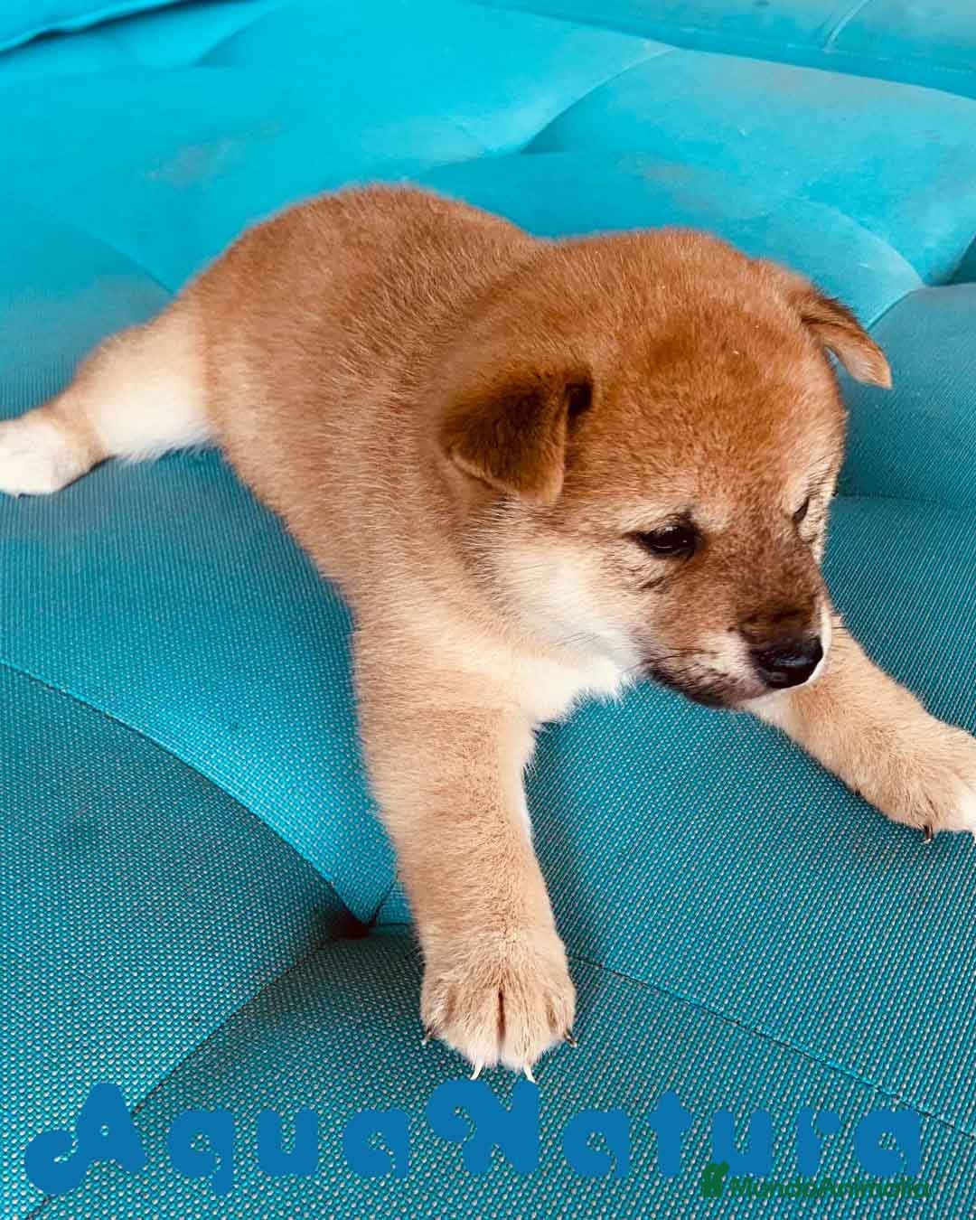 Shiba Inu perros Shiba Inu Hembra 3 de Magy - AQUANATURA en Barcelona - Anuncio 7