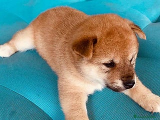 Shiba Inu perros en Barcelona - Anuncio 14